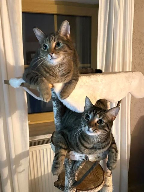 Die Katzen Luna und Lenny. Foto: Nadja Roßner