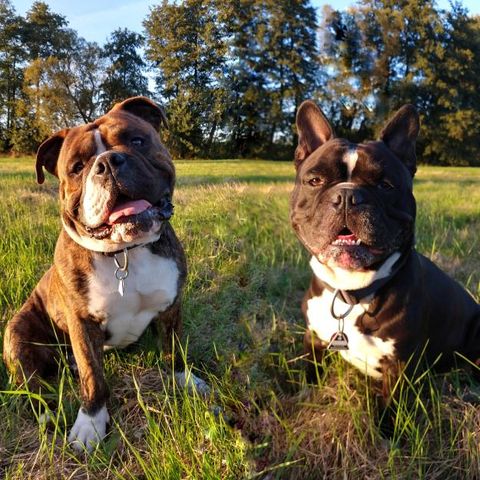 Die Hunde Mooch und Meeko. Foto: S. Bredow