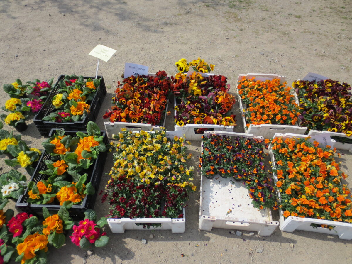 Zahlreiche Blumen und Pflanzen können beim Frühjahrsmarkt im Freilandmuseum bewundert werden. Foto: P. Bäumler