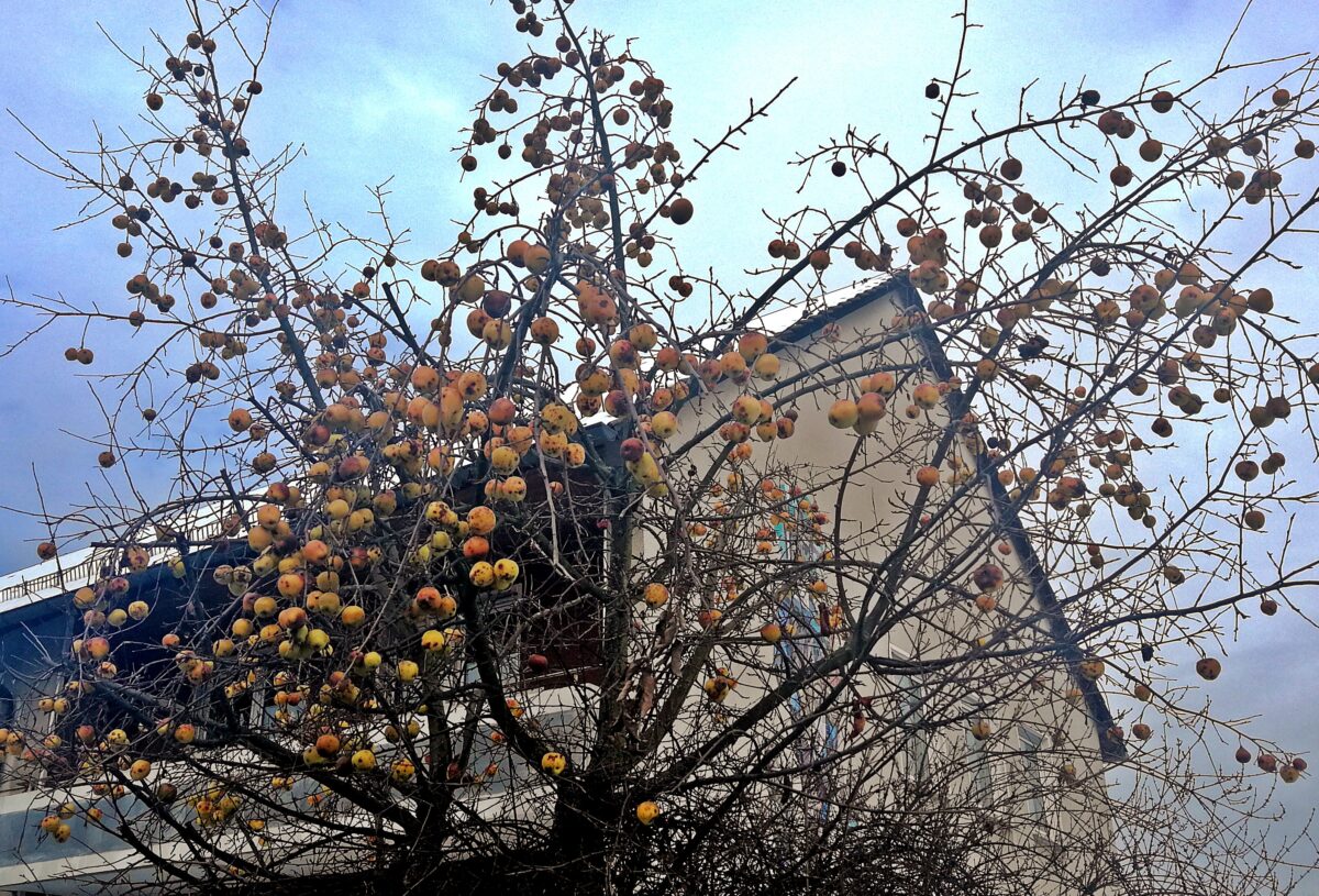 So solle es jedenfalls im Herbst nicht aussehen, wenn wertvolles Obst an den Obstbäumen in der Gemeinde verdirbt. Foto: Reinhard Kreuzer