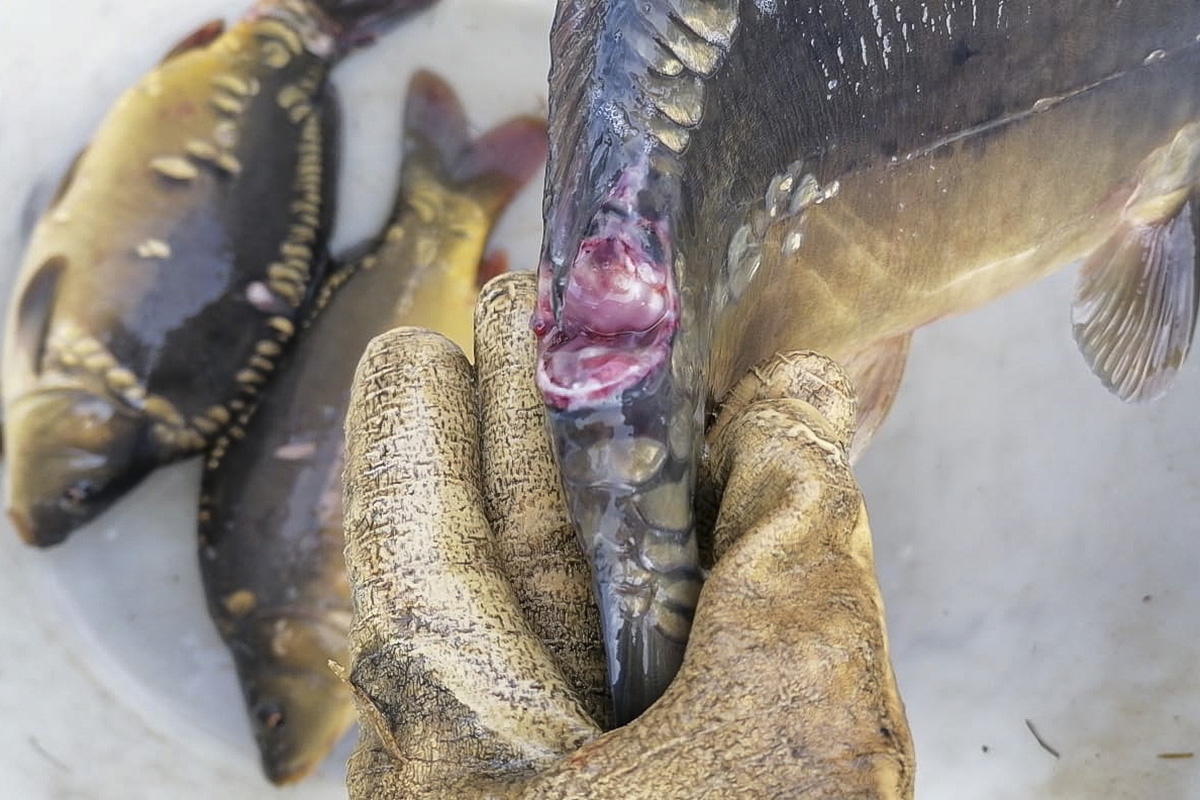 Der Fischotter richtet großen Schaden an. Foto: Privat