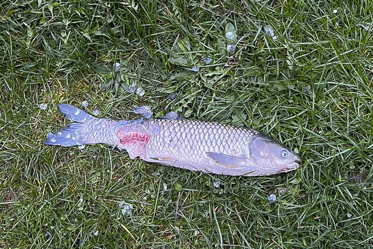 Der Fischotter richtet großen Schaden an. Foto: Privat