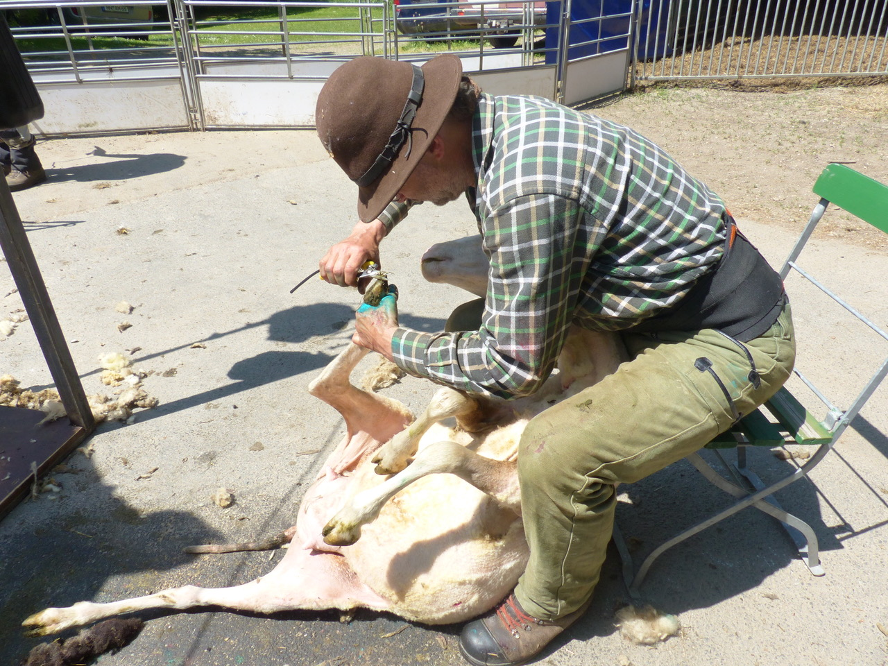 Der Schäfer Thomas Müller macht bei jedem geschorenen Schaf noch die Klauenpflege. Foto: Sieglinde Schärtl