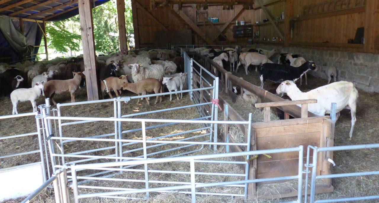 Die Schafe, die im Stall auf ihre Schur warten (links) und die Schafe, die schon befreit sind (rechts). Foto: Sieglinde Schärtl