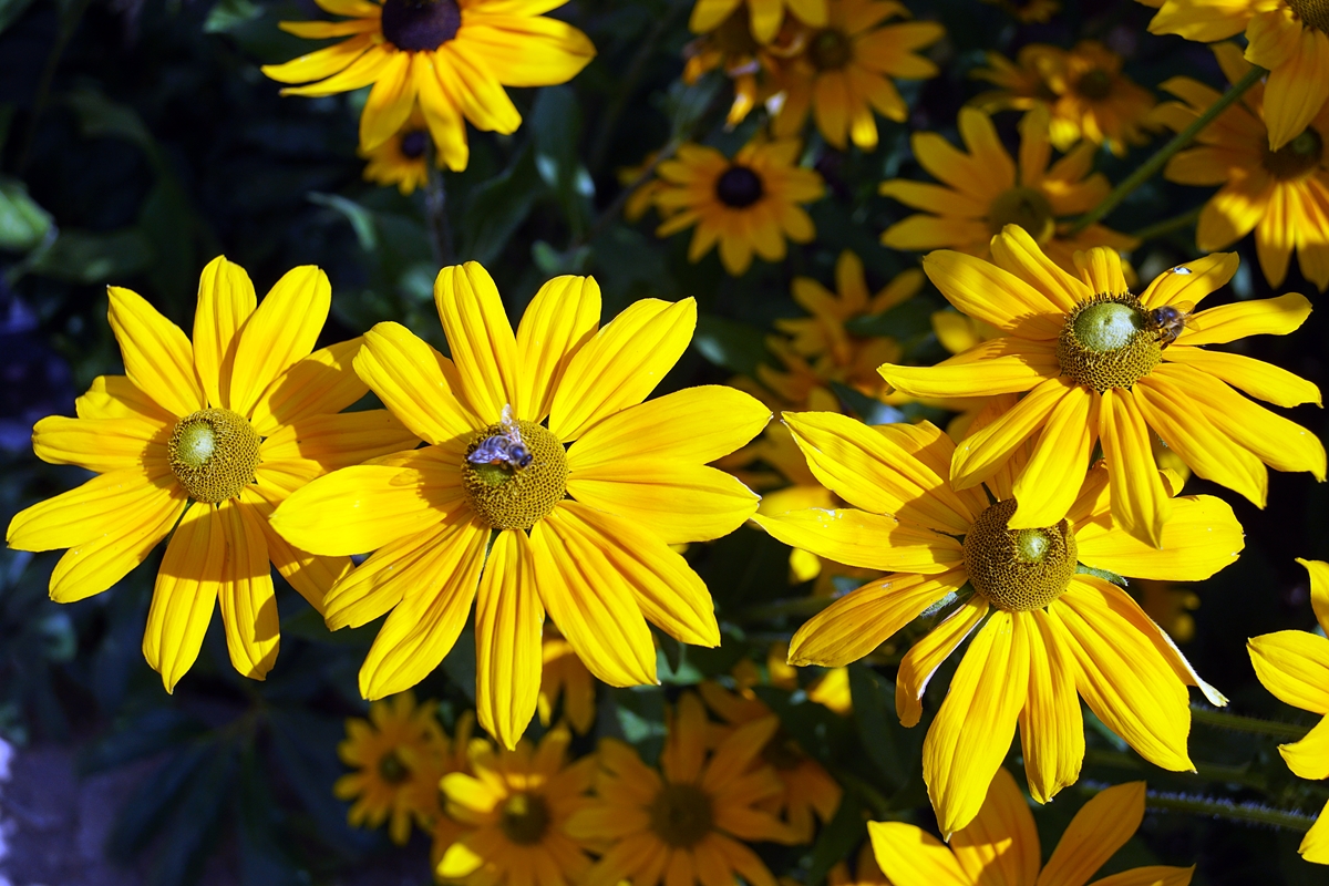 Blumen und Bienen. Foto: Jürgen Masching