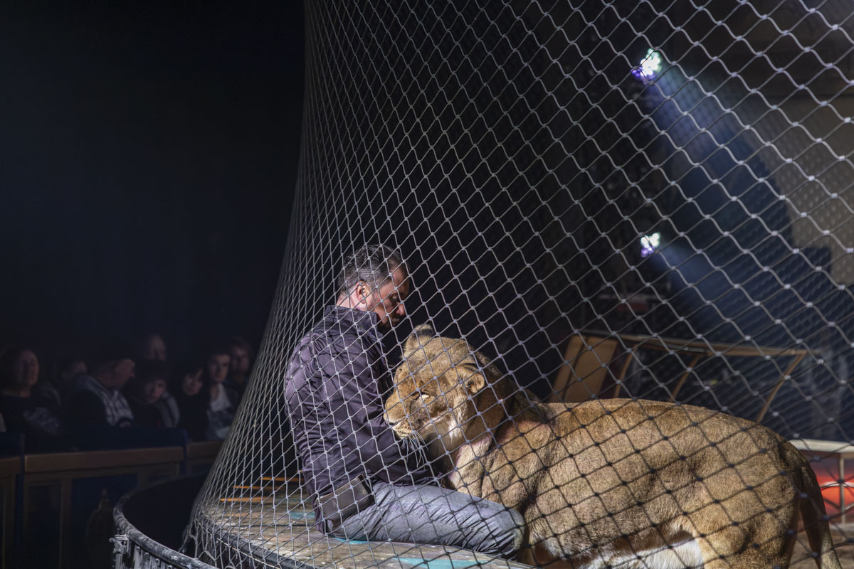 Martin Lacey auf Kuschelkurs mit einer Löwin. Foto: OberpfalzECHO/David Trott