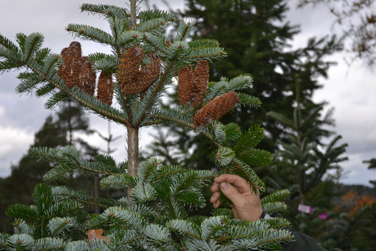 Die Nordmanntanne ist der beliebteste Weihnachtsbaum der Deutschen. Foto: Udo Fürst
