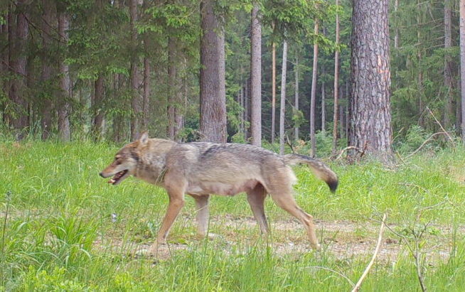 Wolf Fotofalle Bundesforstbetrieb Grafenwöhr