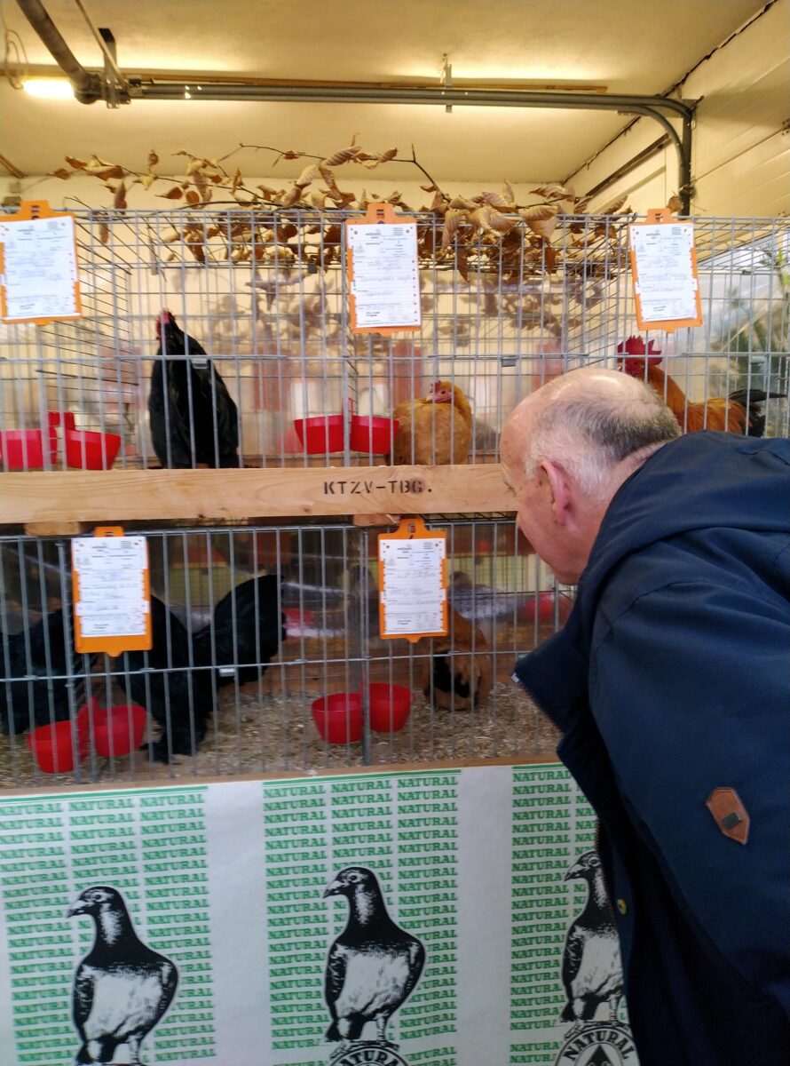 Bei der traditionellen Lokalschau des Kleintierzuchtvereins Tännesberg und Umgebung konnten die Besucher eine Vielfalt an Geflügel bestaunen. Foto: Rebekka Fischer