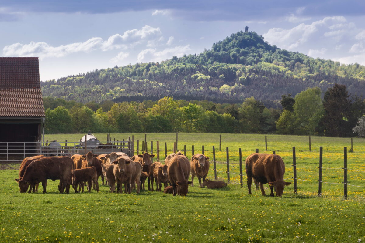 Die Kulm-Rinder sind haben im Heimatkalender 2025 Platz gefunden. Foto: Klaus Stingl 