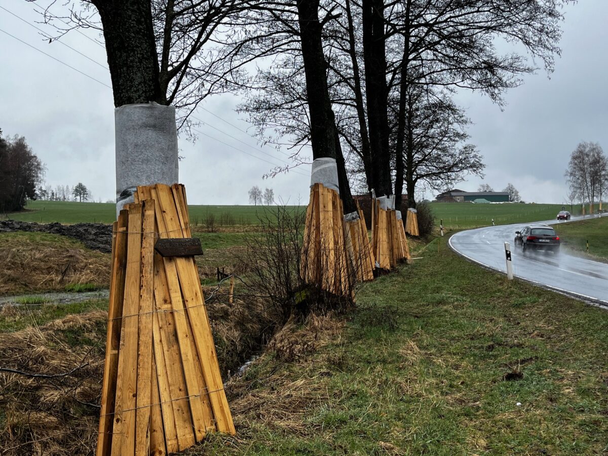 Gut eingepackt: Mehrere Bäume am Straßenrand wurden mit Folien und Holz zum Schutz vor den Arbeiten versehen. Foto: Udo Fürst 